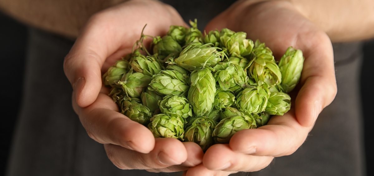 Man holding fresh green hops, closeup. Beer production